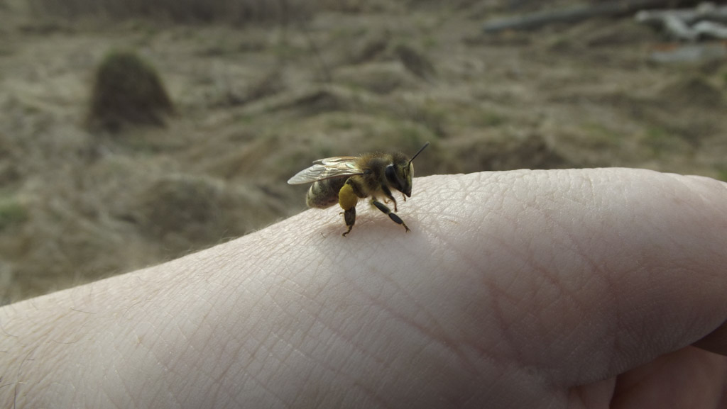 včielka s nákladom peľu