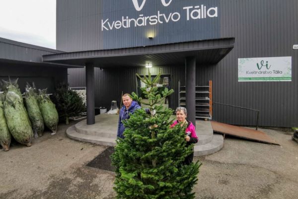 V najväčšom kvetinárstve v R. Sobote kúpite čerstvé vianočné stromčeky za bezkonkurenčnú cenu