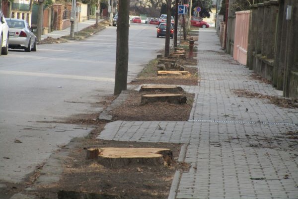 Na Gorkého ulici v R. Sobote vypílili vyše päťdesiat tují. Plánujú tam nové stromy