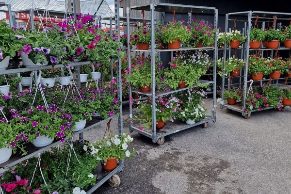 Kvetinárstvo Tália – Vence & Ikebany v R. Sobote rozšírili o fóliovník. V ponuke majú balkónové kvety, čučoriedky, priesady i keramiku